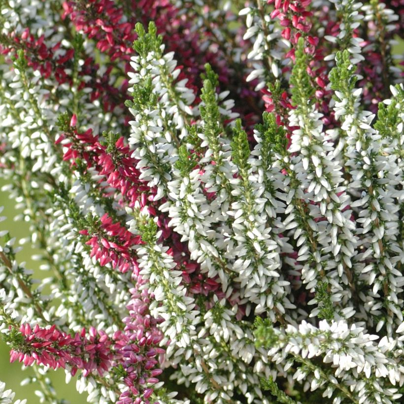 Erica darleyensis Trio - Winterheide (Flowering)