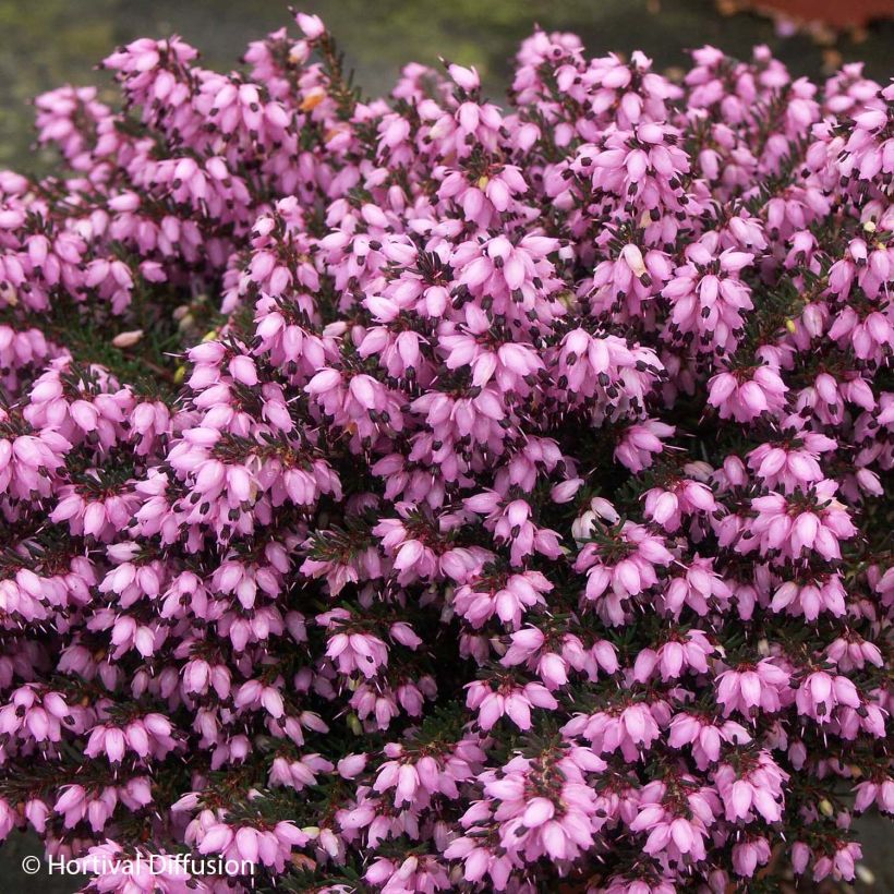 Erica darleyensis Tyann - Winterheide (Flowering)