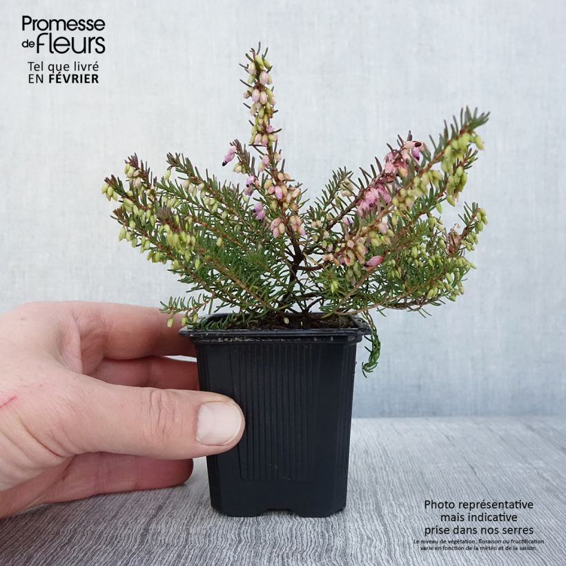 Example of Erica darleyensis Tyann - Winterheide Kweekpotje van 8/9 cm as you get in hiver