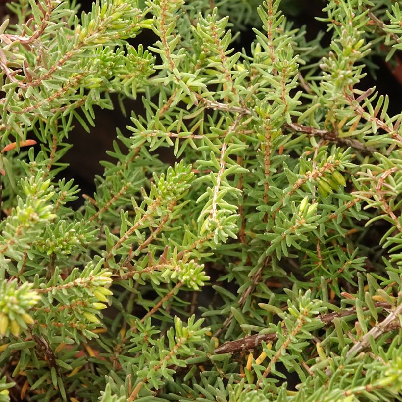 Erica darleyensis Tyann - Winterheide (Blad)