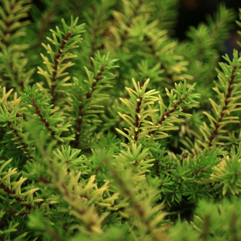Erica darleyensis Eva Gold - Winterheide (Foliage)
