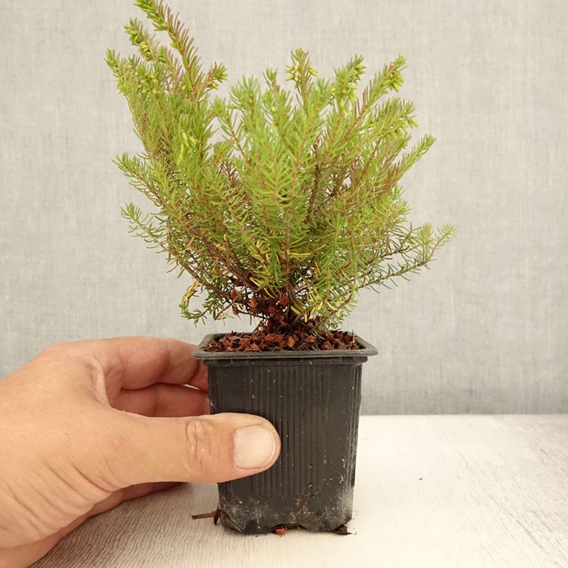 Exemplaar van Erica darleyensis Spring Surprise - Winterheide Kweekpotje van 8/9 cm zoals geleverd in de zomer