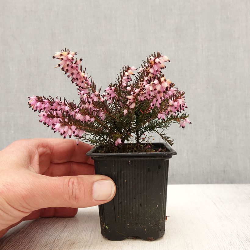 Exemplaar van Erica darleyensis Spring Surprise - Winterheide Kweekpotje van 8/9 cm zoals geleverd in de lente