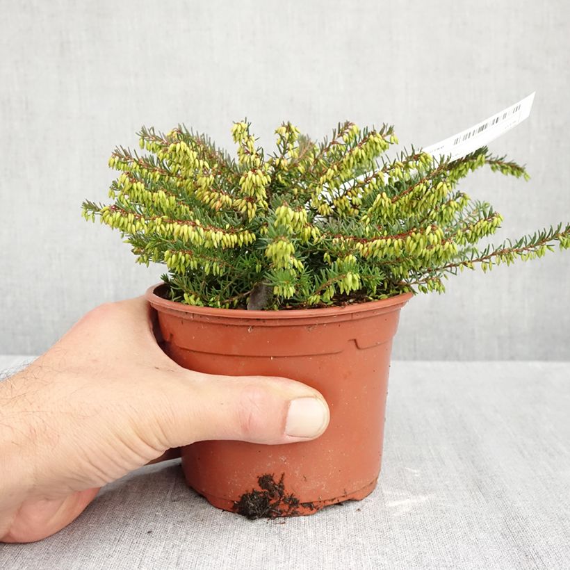 Exemplaar van Erica darleyensis Spring Surprise - Winterheide Pot van 1 l/1,5 l zoals geleverd in de herfst