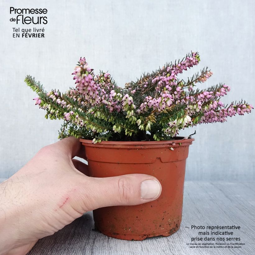 Example of Erica darleyensis Spring Surprise - Winterheide Pot van 1 l/1,5 l as you get in hiver