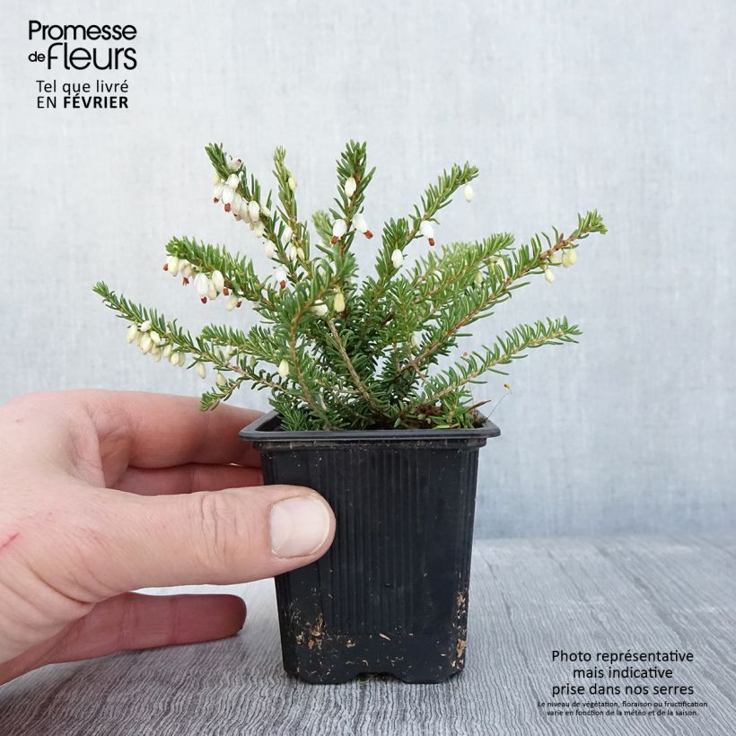Example of Erica x darleyensis Winter Belles Katia - Bruyère d'hiver Kweekpotje van 8/9 cm as you get in hiver