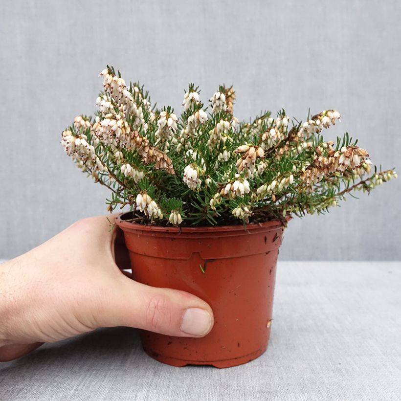 Example of Erica x darleyensis Winter Belles Katia - Bruyère d'hiver Pot van 1 l/1,5 l as you get in hiver