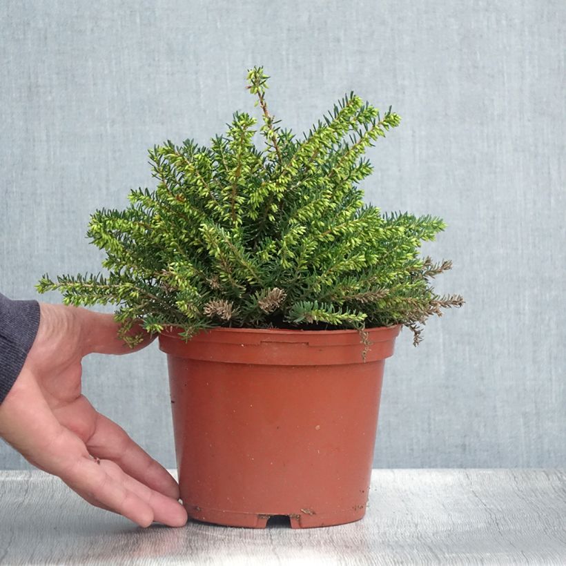 Exemplaar van Erica darleyensis Winter Belles Katia - Winterheide Pot van 2 l/3 l zoals geleverd in de zomer