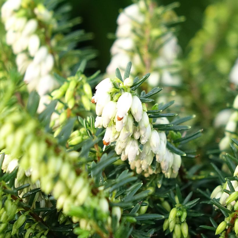 Erica darleyensis Winter Belles Katia - Winterheide (Bloei)