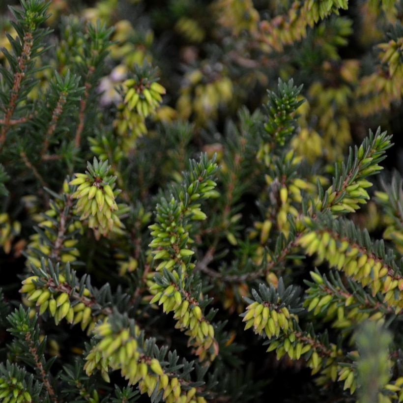 Erica darleyensis Winter Belles Phoebe - Winterheide (Foliage)