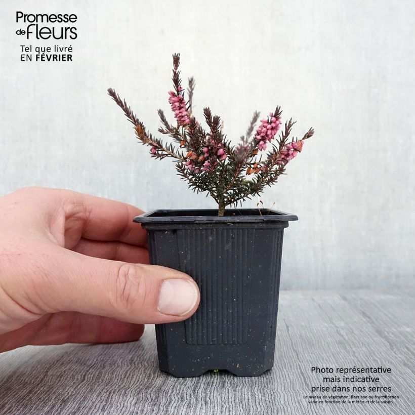 Example of Erica x darleyensis Winter Belles Phoebe, bruyère d'hiver Kweekpotje van 8/9 cm as you get in hiver
