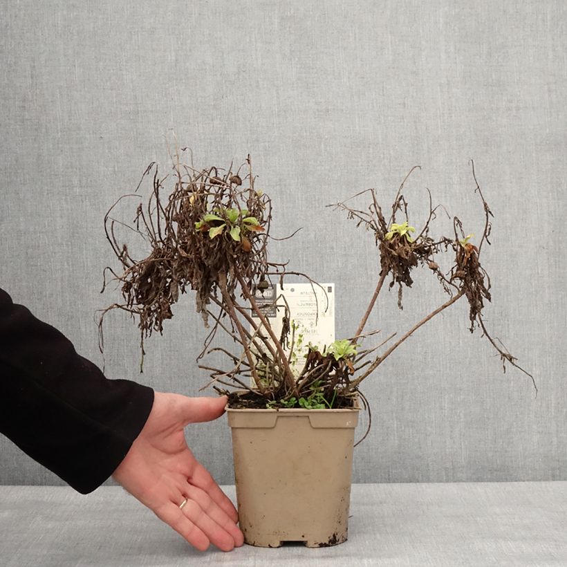 Example of Erigeron glaucus Sea Breeze - Vergerette glauque Pot van 2 l/3 l as you get in hiver