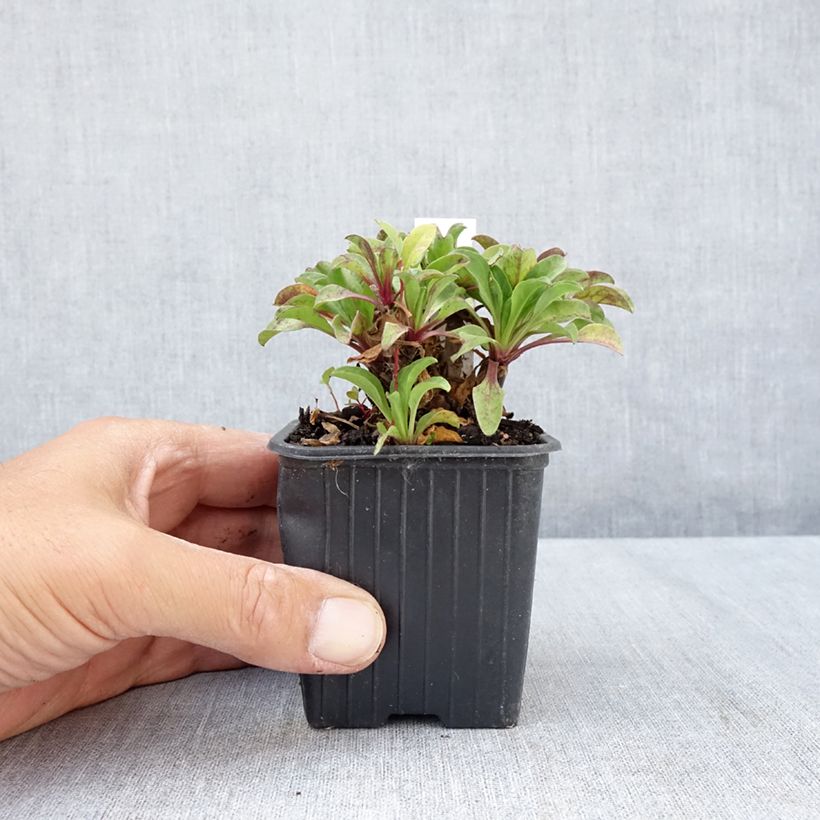Exemplaar van Erigeron glaucus - Fijnstraal Kweekpotje van 8/9 cm zoals geleverd in de zomer