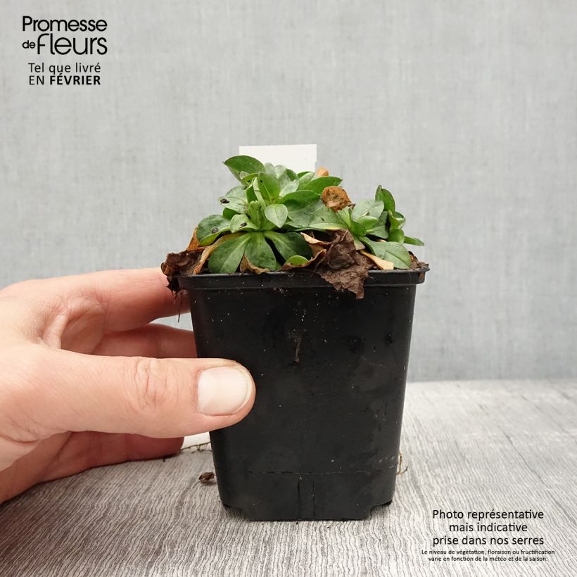 Example of Erigeron glaucus - Vergerette glauque Kweekpotje van 8/9 cm as you get in hiver