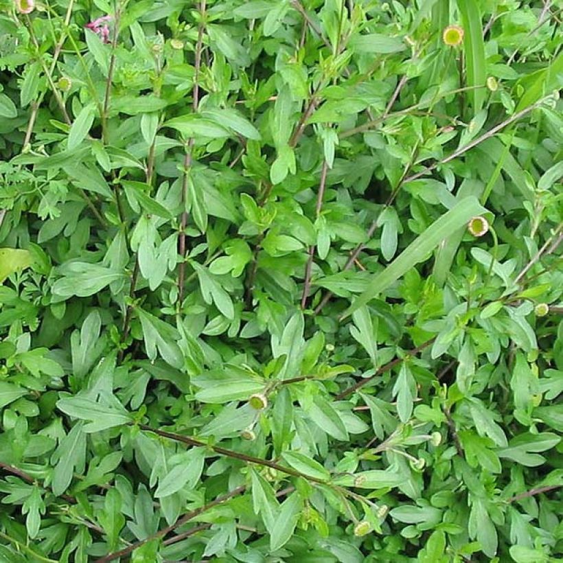 Erigeron karvinskianus - Muurfijnstraal (Foliage)