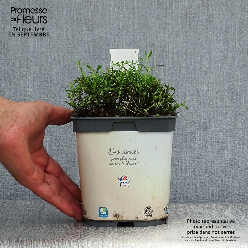 Exemplaar van Muurfijnstraal - Erigeron karvinskianus Pot van 2 l/3 l zoals geleverd in de herfst
