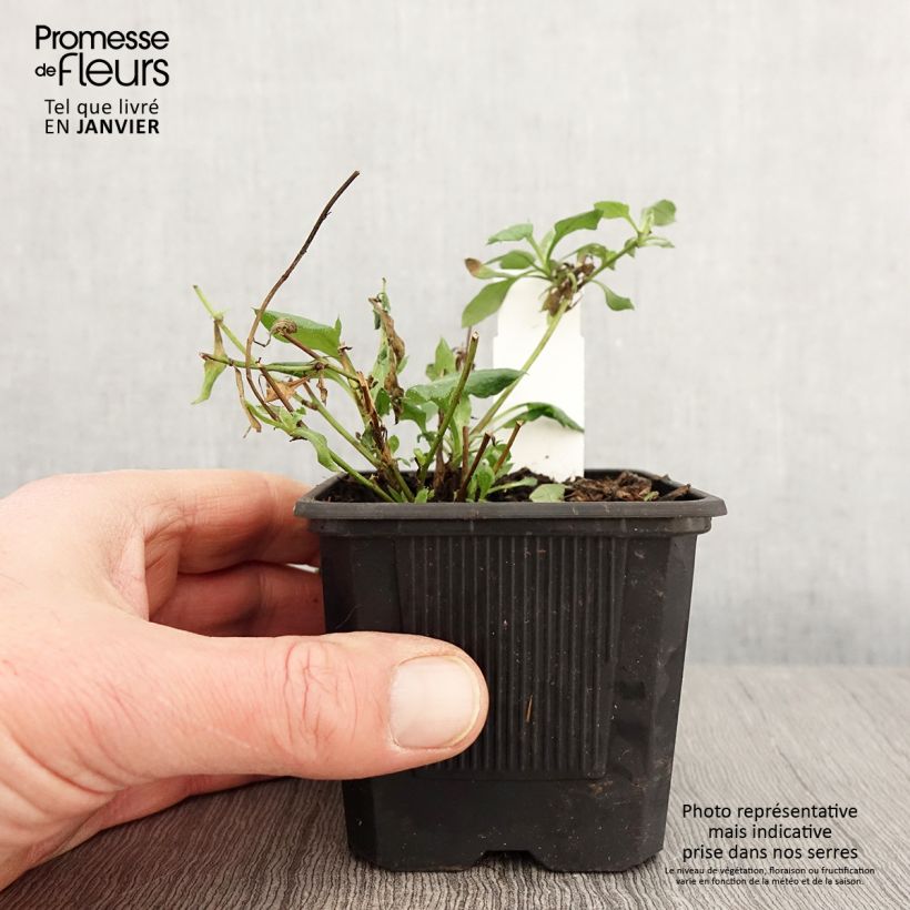 Example of Erigeron karvinskianus Lavender Lady - Muurfijnstraal Kweekpotje van 8/9 cm as you get in hiver