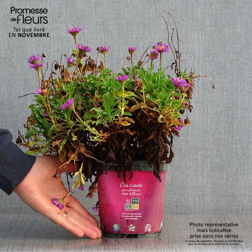 Exemplaar van Erigeron leiomerus - Fijnstraal Pot van 2 l/3 l zoals geleverd in de herfst