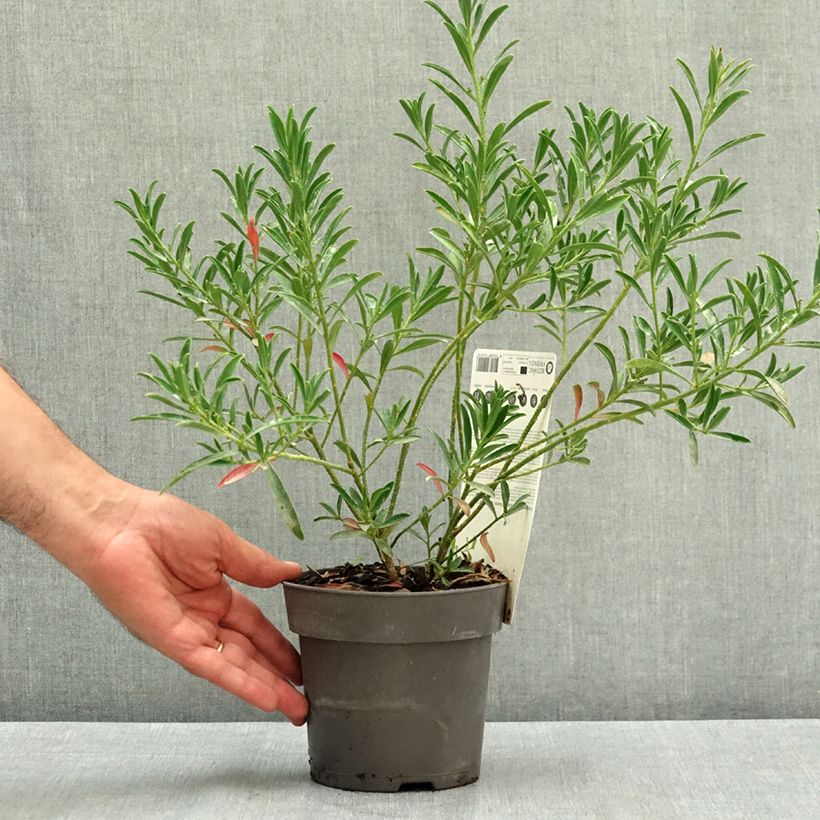 Exemplaar van Philotheca myoporoides Flower Girl Pink - Wasbloem Pot van 1 l/1,5 l zoals geleverd in de zomer