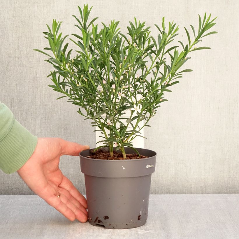 Exemplaar van Philotheca myoporoides Flower Girl Pink - Wasbloem Pot van 1 l/1,5 l zoals geleverd in de winter