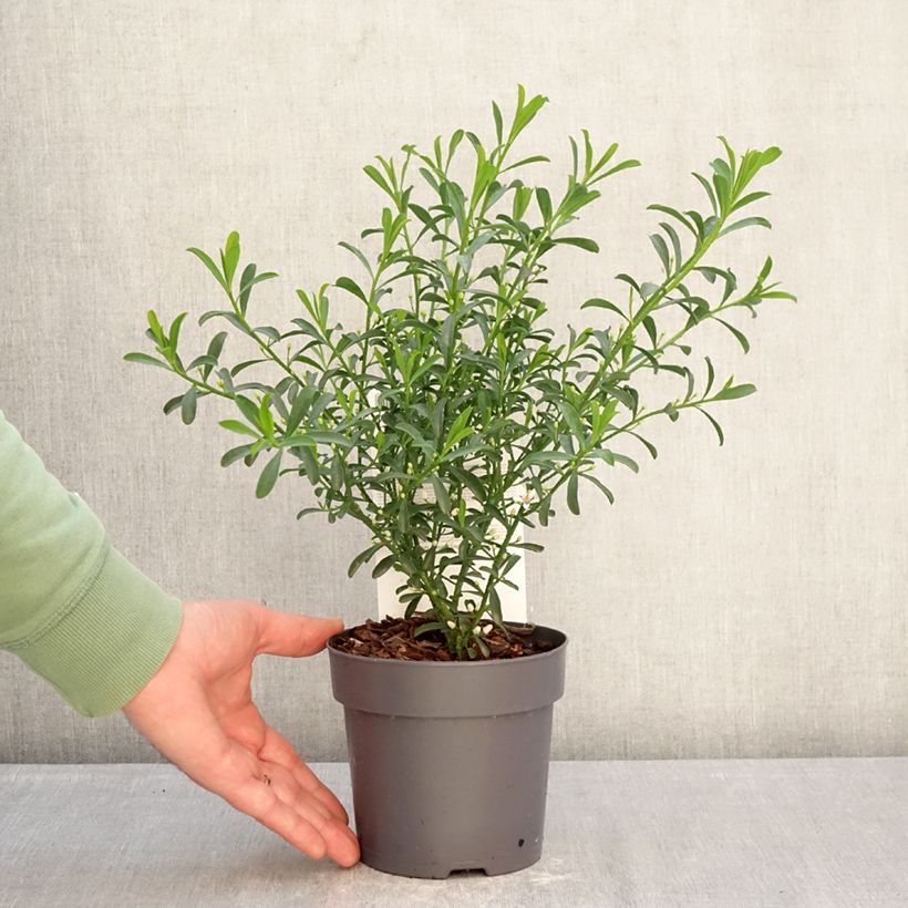 Exemplaar van Philotheca myoporoides Flower Girl Wit - Wasbloem Pot van 1 l/1,5 l zoals geleverd in de winter