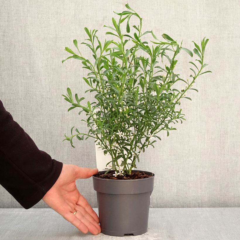 Exemplaar van Philotheca myoporoides Flower Girl Wit - Wasbloem Pot van 1 l/1,5 l zoals geleverd in de lente