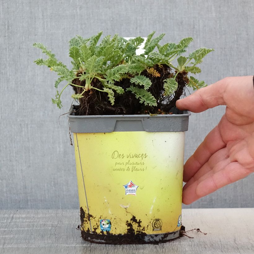 Exemplaar van Erodium chrysanthum - Reigersbek Pot van 2 l/3 l zoals geleverd in de lente