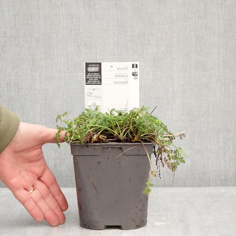 Exemplaar van Erodium Spanish Eyes - Reigersbek Pot van 2 l/3 l zoals geleverd in de winter