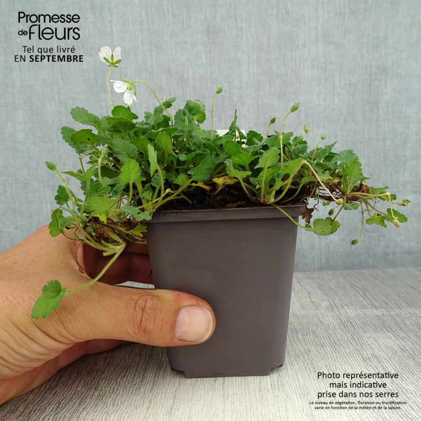 Exemplaar van Erodium variabile Album - Reigersbek Kweekpotje van 8/9 cm zoals geleverd in de zomer