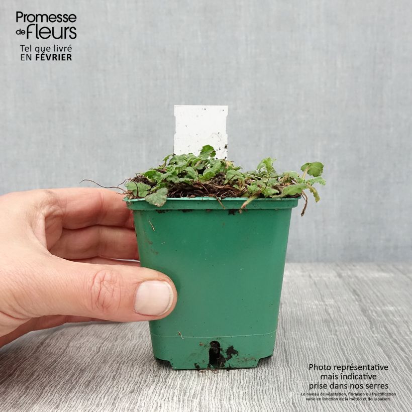 Example of Erodium variabile Album - Reigersbek Kweekpotje van 8/9 cm as you get in hiver