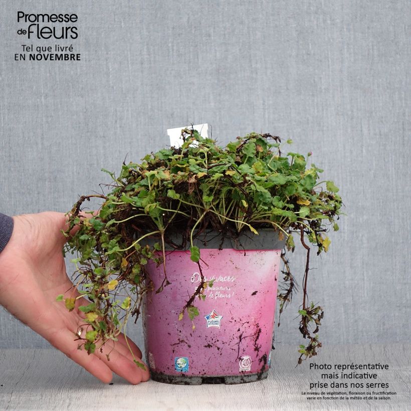 Exemplaar van Erodium variabile Bishops Form - Reigersbek Pot van 2 l/3 l zoals geleverd in de herfst
