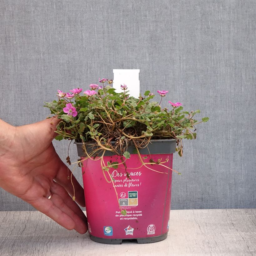 Exemplaar van Erodium variabile Bishops Form - Reigersbek Pot van 2 l/3 l zoals geleverd in de zomer