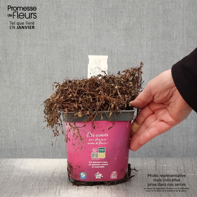 Example of Erodium variabile Bishops Form - Reigersbek Pot van 2 l/3 l as you get in hiver