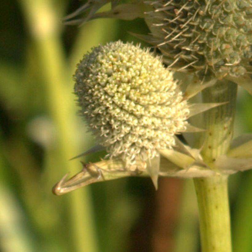 Eryngium agavifolium - Kruisdistel (Flowering)