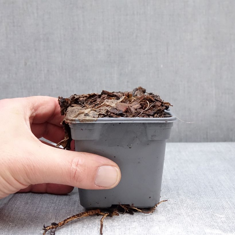 Exemplaar van Eryngium planum Grumpy - Vlakke kruisdistel Kweekpotje van 8/9 cm zoals geleverd in de winter