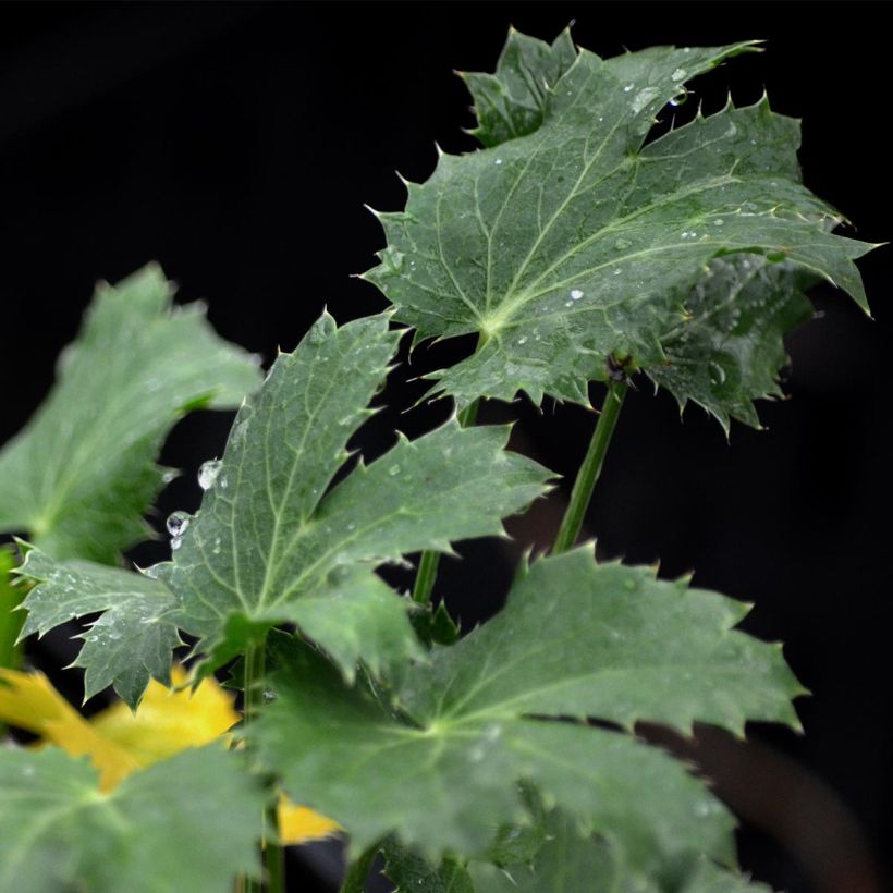 Eryngium Jos Eijking - Kruisdistel (Foliage)