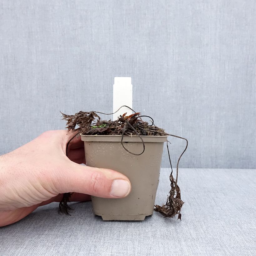 Example of Eryngium Jos Eijking® - Eryngium 'Sapphire Blue' - Panicaut Kweekpotje van 8/9 cm as you get in hiver