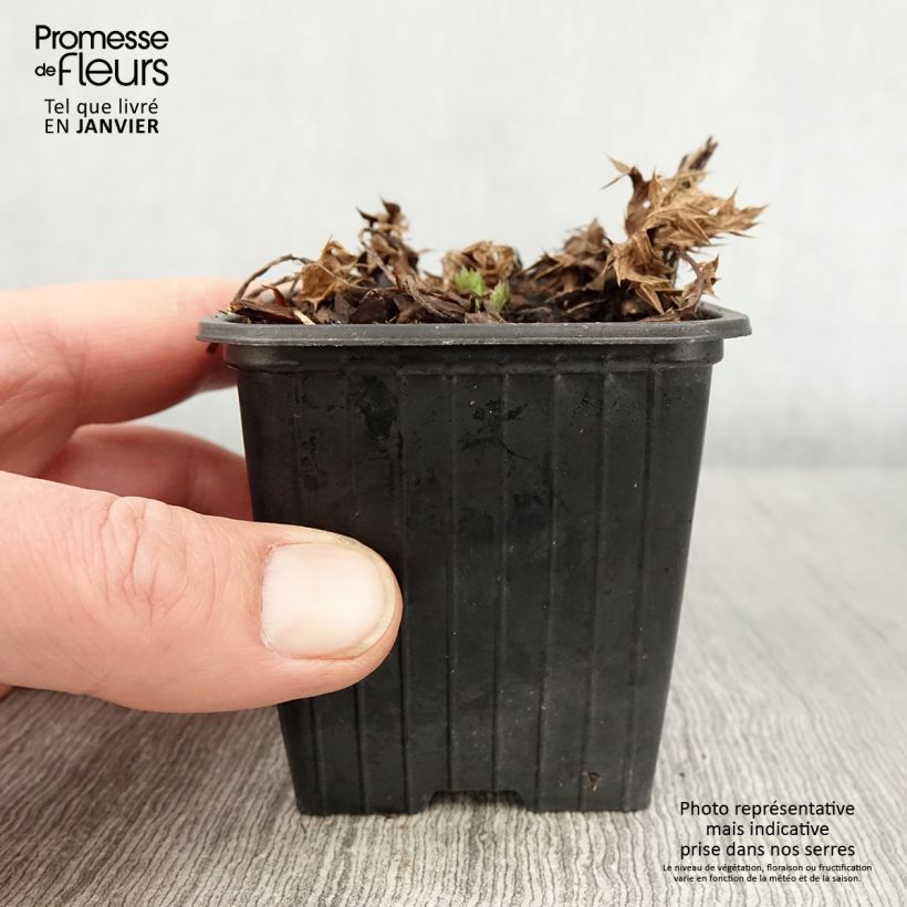 Example of Eryngium maritimum Lapis Blue - Blauwe zeedistel Kweekpotje van 8/9 cm as you get in hiver