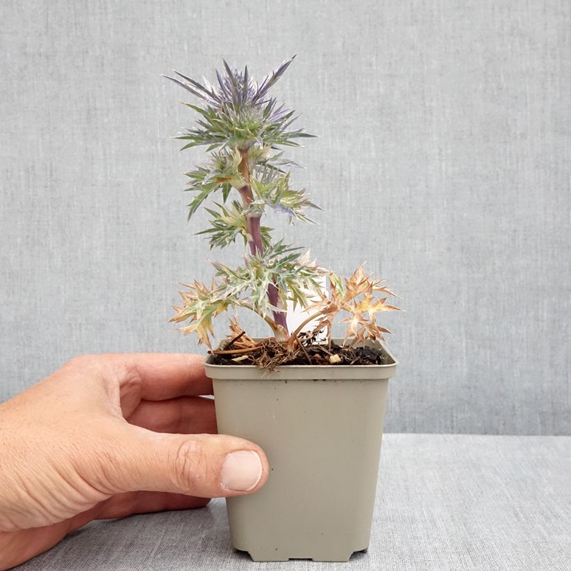 Exemplaar van Eryngium maritimum Lapis Blue - Blauwe zeedistel Kweekpotje van 8/9 cm zoals geleverd in de lente