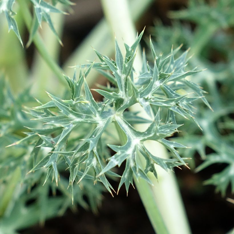 Eryngium bourgatii Picos Amethyst - Kruisdistel (Blad)