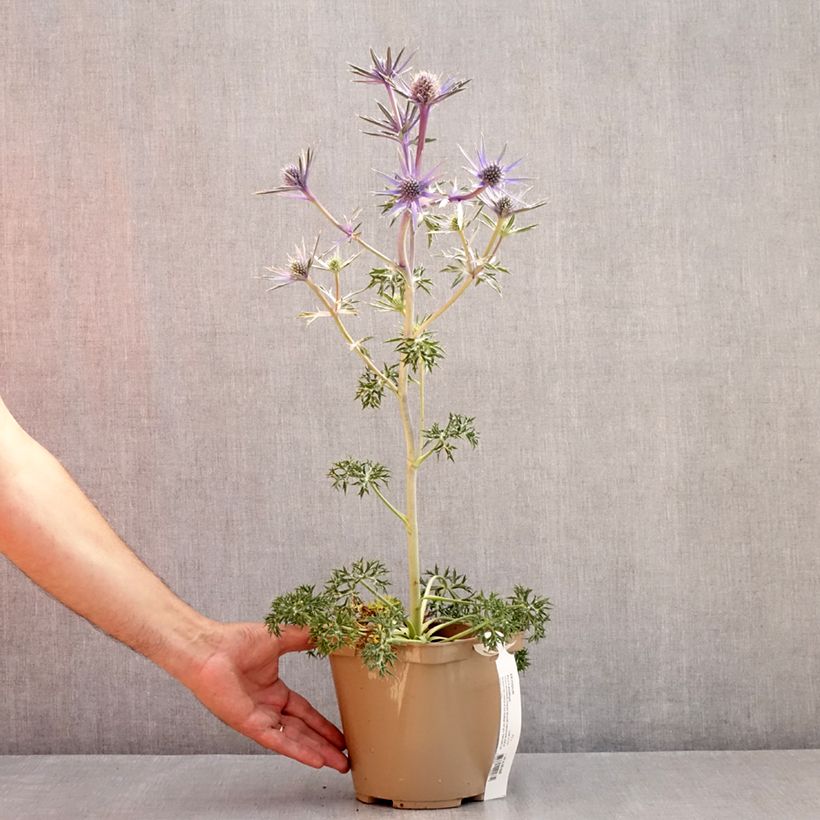 Exemplaar van Eryngium bourgatii Picos Amethyst - Kruisdistel Pot van 3 l/4 l zoals geleverd in de zomer