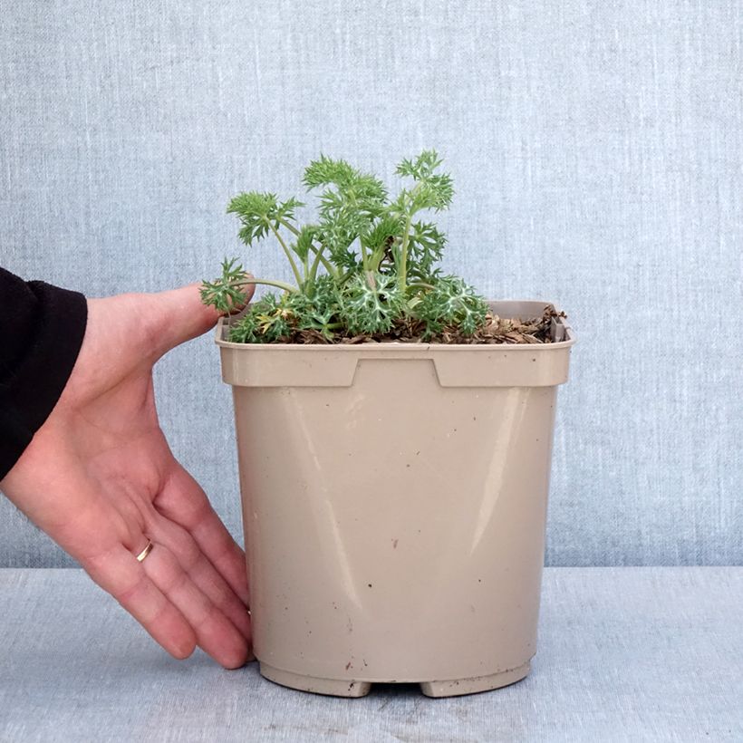 Exemplaar van Eryngium bourgatii Picos Amethyst - Kruisdistel Pot van 3 l/4 l zoals geleverd in de lente