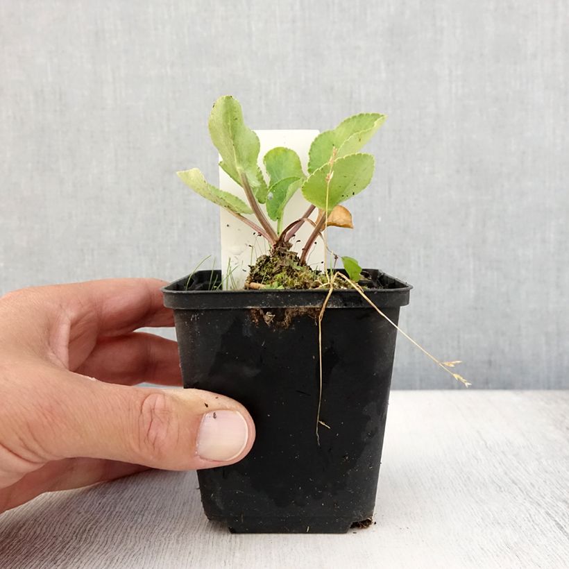 Exemplaar van Eryngium planum Blauer Zwerg - Vlakke kruisdistel Kweekpotje van 8/9 cm zoals geleverd in de zomer