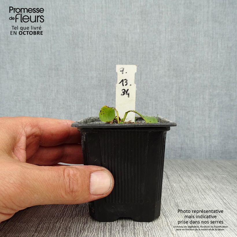 Exemplaar van Eryngium planum Blue Hobbit - Vlakke kruisdistel Kweekpotje van 8/9 cm zoals geleverd in de herfst