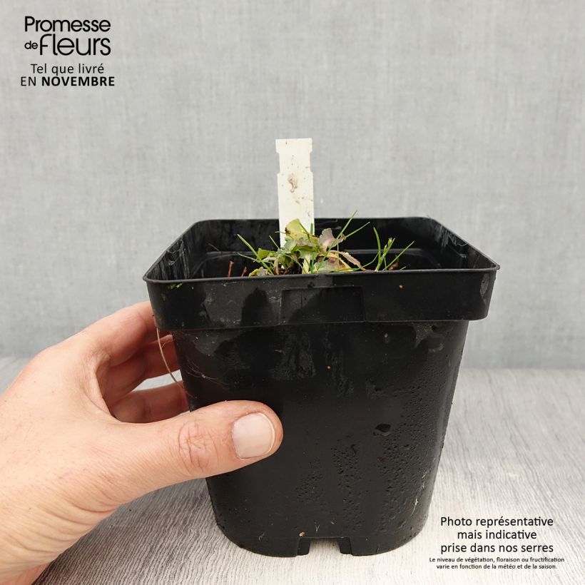 Exemplaar van Eryngium planum Blue Hobbit - Vlakke kruisdistel Pot van 2 l/3 l zoals geleverd in de herfst