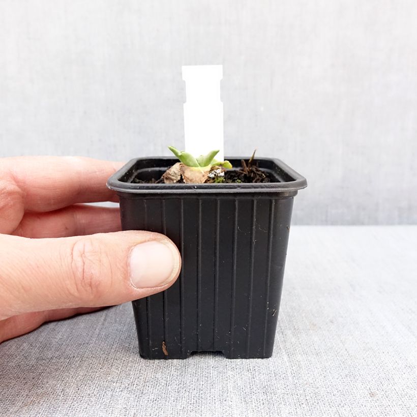 Example of Eryngium planum Magical White Lagoon - Vlakke kruisdistel Kweekpotje van 8/9 cm as you get in hiver