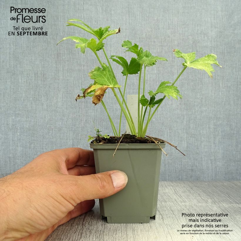 Exemplaar van Eryngium planum Neptune's Gold - Vlakke kruisdistel Kweekpotje van 8/9 cm zoals geleverd in de herfst