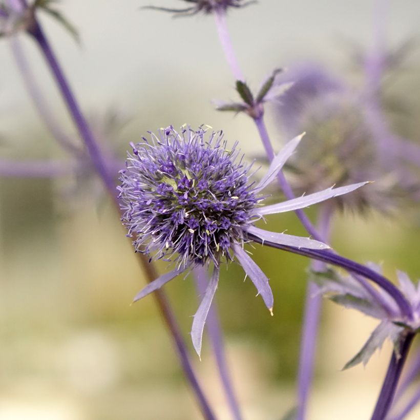 Eryngium planum - Vlakke kruisdistel (Bloei)