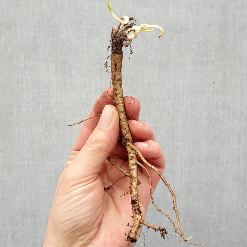 Exemplaar van Eryngium planum - Vlakke kruisdistel Naakte wortel zoals geleverd in de winter