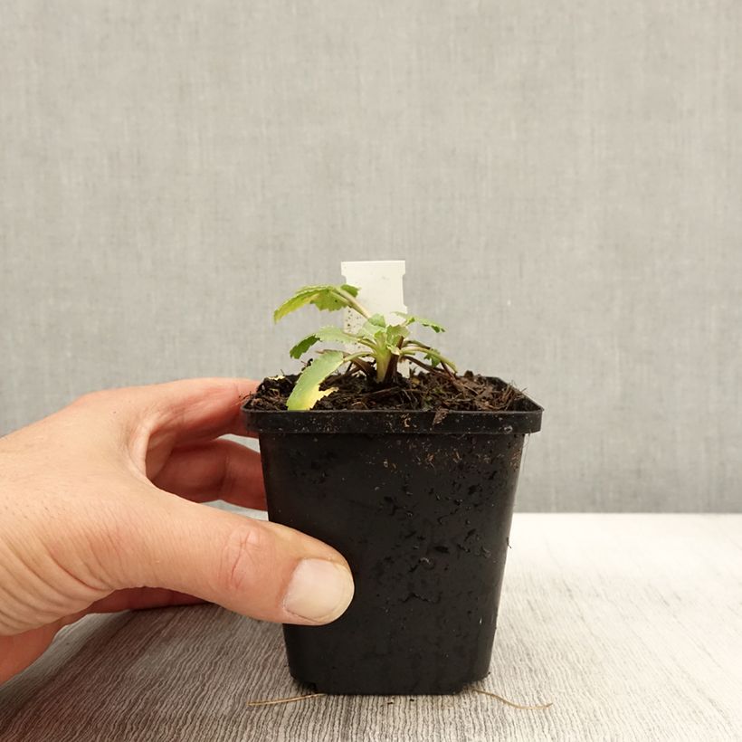 Exemplaar van Eryngium tripartitum - Kruisdistel Kweekpotje van 8/9 cm zoals geleverd in de herfst